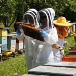 SAG llama a apicultores/as a declarar sus apiarios y colmenas en octubre