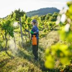 Estudian la posible asociación entre exposición a plaguicidas y cáncer de mama en mujeres rurales del Maule