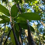 Lideran jornada de educación ambiental para fortalecer la conservación del Queule